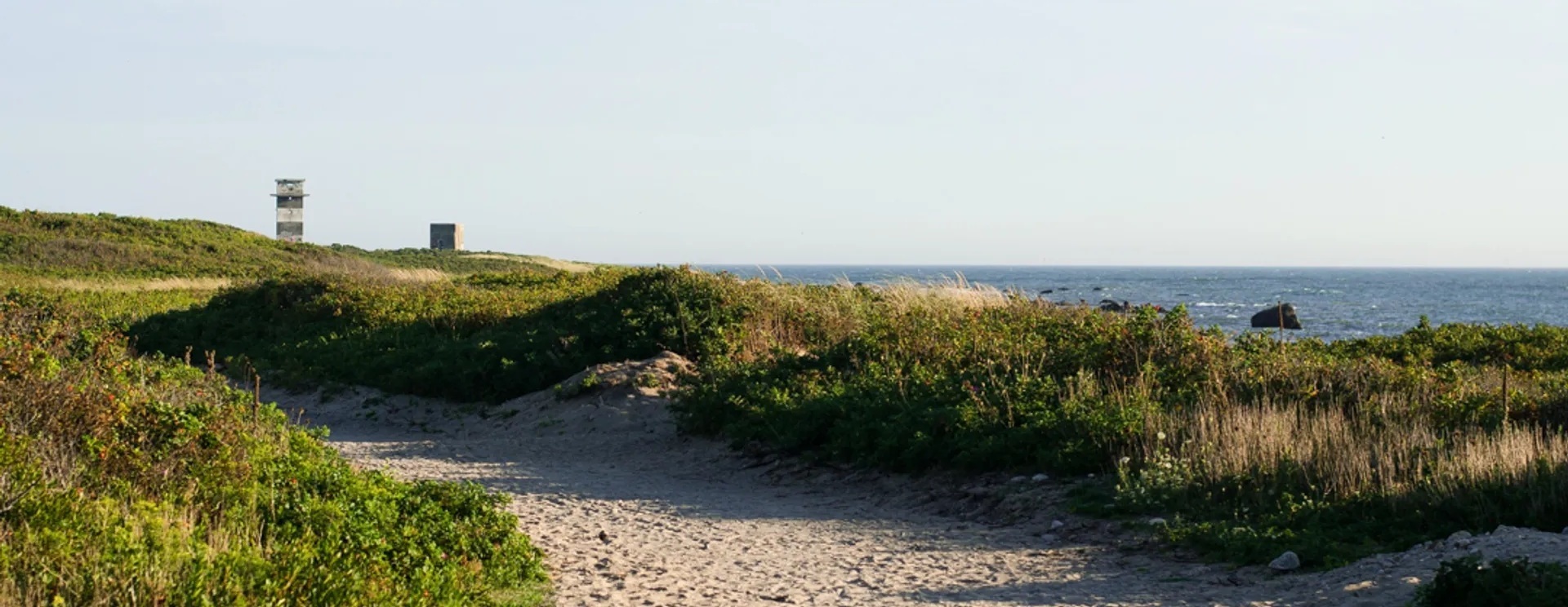 Winter Migration: Ducks and Shorebirds