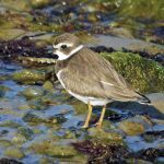 Winter Migration: Ducks and Shorebirds - logo